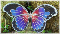 butterflyblack.png