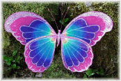 butterflypink.png