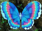 fairy wings 21.gif